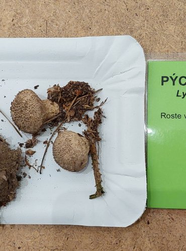 PÝCHAVKA HORSKÁ (Lycoperdon nigrescens) FOTO: Marta Knauerová, 25.–26. 10. 2025