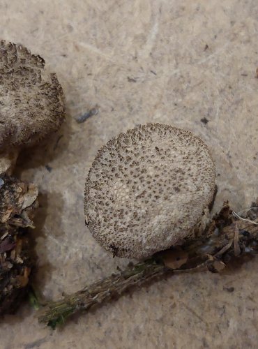 PÝCHAVKA HORSKÁ (Lycoperdon nigrescens) FOTO: Marta Knauerová, 25.–26. 10. 2025