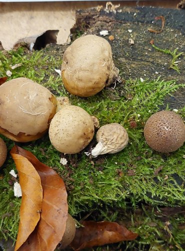 PÝCHAVKA HRUŠKOVITÁ (Lycoperdon pyriforme) FOTO: Marta Knauerová, 25.–26. 10. 2025