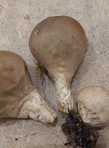 PÝCHAVKA HRUŠKOVITÁ (Lycoperdon pyriforme) FOTO: Marta Knauerová, 25.–26. 10. 2025