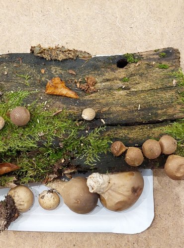 PÝCHAVKA HRUŠKOVITÁ (Lycoperdon pyriforme) FOTO: Marta Knauerová, 25.–26. 10. 2025