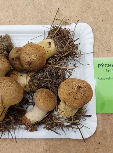 PÝCHAVKA OBECNÁ (Lycoperdon perlatum) FOTO: Marta Knauerová, 25.–26. 10. 2025