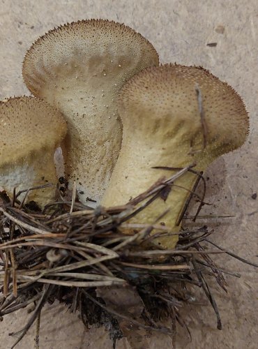 PÝCHAVKA OBECNÁ (Lycoperdon perlatum) FOTO: Marta Knauerová, 25.–26. 10. 2025