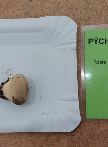 PÝCHAVKA STLAČENÁ (Vascellum pratense) FOTO: Marta Knauerová, 25.–26. 10. 2025