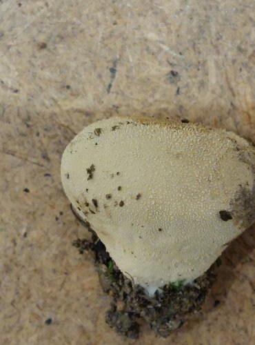 PÝCHAVKA STLAČENÁ (Vascellum pratense) FOTO: Marta Knauerová, 25.–26. 10. 2025