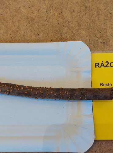 RÁŽOVKA RUMĚLKOVÁ (Nectria cinnabarina) FOTO: Marta Knauerová, 25.–26. 10. 2025