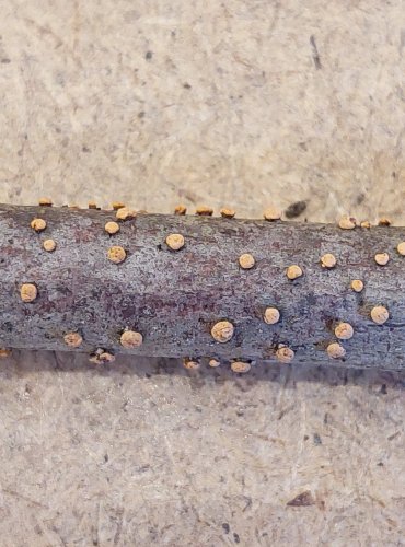 RÁŽOVKA RUMĚLKOVÁ (Nectria cinnabarina) FOTO: Marta Knauerová, 25.–26. 10. 2025