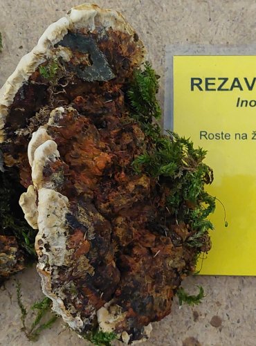 REZAVEC LESKNAVÝ (Inonotus radiatus) FOTO: Marta Knauerová, 25.–26. 10. 2025