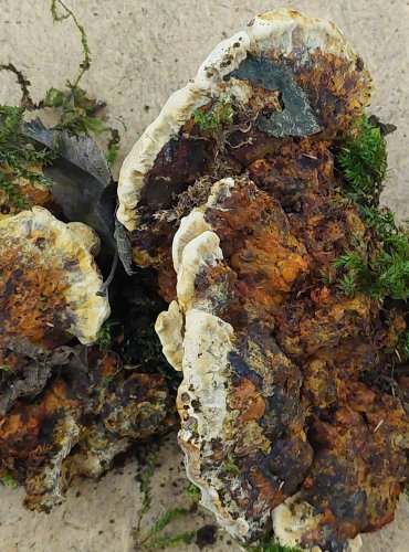 REZAVEC LESKNAVÝ (Inonotus radiatus) FOTO: Marta Knauerová, 25.–26. 10. 2025