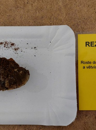 REZAVEC UZLINATÝ (Inonotus nodulosus) FOTO: Marta Knauerová, 25.–26. 10. 2025