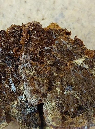 REZAVEC UZLINATÝ (Inonotus nodulosus) FOTO: Marta Knauerová, 25.–26. 10. 2025