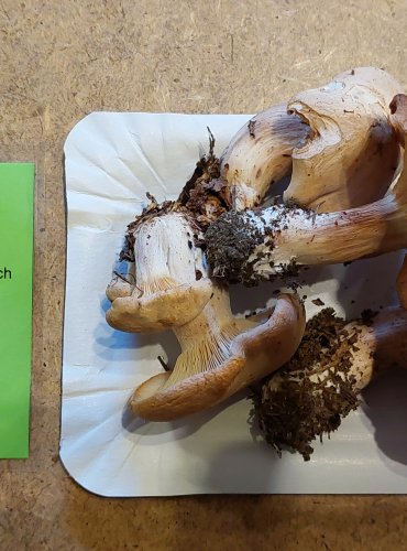 RUDOUŠEK UŤATÝ (Rhodocybe gemina) FOTO: Marta Knauerová, 25.–26. 10. 2025