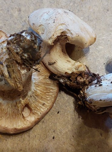 RUDOUŠEK UŤATÝ (Rhodocybe gemina) FOTO: Marta Knauerová, 25.–26. 10. 2025