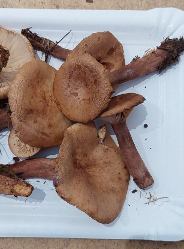 RYZEC DUBOVÝ (Lactarius quietus) FOTO: Marta Knauerová, 25.–26. 10. 2025