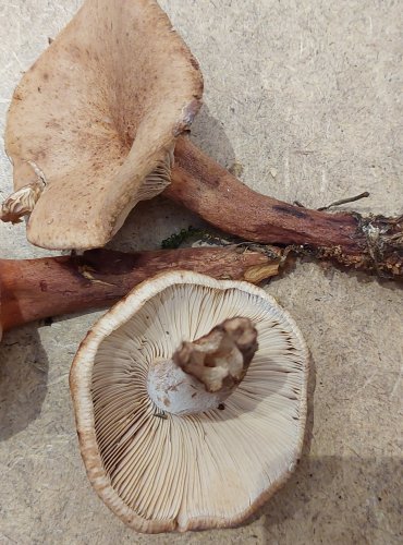 RYZEC DUBOVÝ (Lactarius quietus) FOTO: Marta Knauerová, 25.–26. 10. 2025