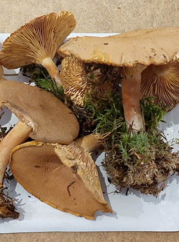 RYZEC HNĚDÝ (Lactarius helvus) FOTO: Marta Knauerová, 25.–26. 10. 2025