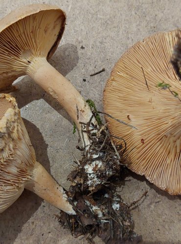 RYZEC HNĚDÝ (Lactarius helvus) FOTO: Marta Knauerová, 25.–26. 10. 2025