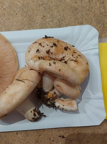 RYZEC CHLUPATÝ (Lactarius pubescens) FOTO: Marta Knauerová, 25.–26. 10. 2025