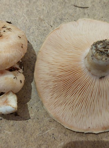 RYZEC CHLUPATÝ (Lactarius pubescens) FOTO: Marta Knauerová, 25.–26. 10. 2025