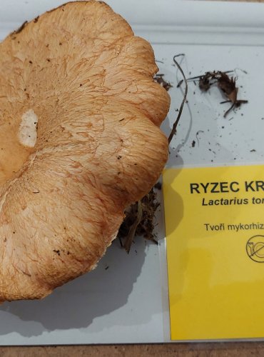 RYZEC KRAVSKÝ (Lactarius torminosus) FOTO: Marta Knauerová, 25.–26. 10. 2025