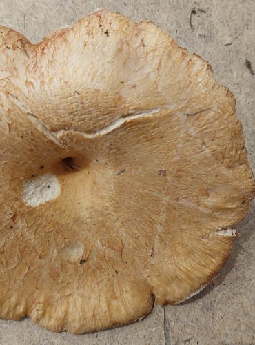 RYZEC KRAVSKÝ (Lactarius torminosus) FOTO: Marta Knauerová, 25.–26. 10. 2025