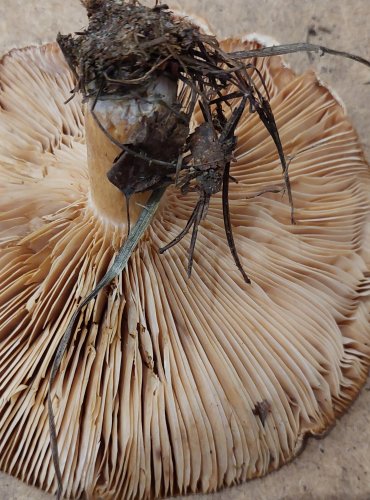 RYZEC KRAVSKÝ (Lactarius torminosus) FOTO: Marta Knauerová, 25.–26. 10. 2025