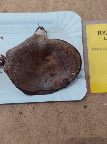 RYZEC KRUHATÝ neboli ryzec kroužkatý (Lactarius circellatus) FOTO: Marta Knauerová, 25.–26. 10. 2025