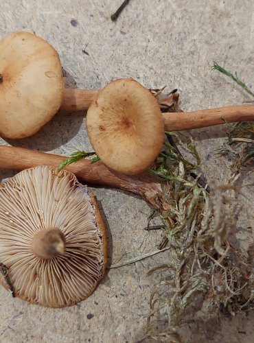 RYZEC LIŠKOVÝ (Lactarius tabidus) FOTO: Marta Knauerová, 25.–26. 10. 2025