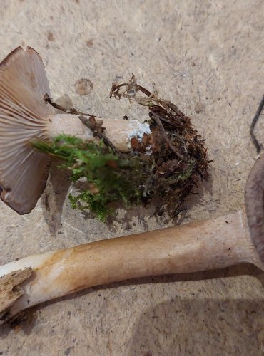 RYZEC LIBOVONNÝ (Lactarius mammosus) FOTO: Marta Knauerová, 25.–26. 10. 2025