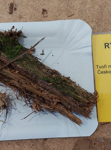 RYZEC NASLÁDLÝ (Lactarius subdulcis) FOTO: Marta Knauerová, 25.–26. 10. 2025