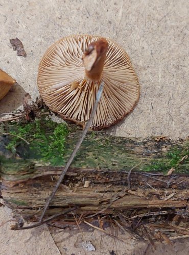 RYZEC NASLÁDLÝ (Lactarius subdulcis) FOTO: Marta Knauerová, 25.–26. 10. 2025