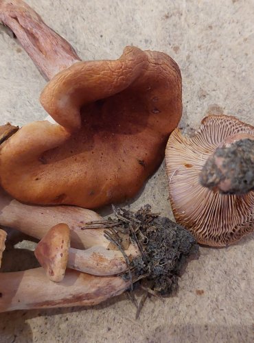RYZEC ORANŽOVĚ HNĚDÝ (Lactarius fulvissimus) FOTO: Marta Knauerová, 25.–26. 10. 2025