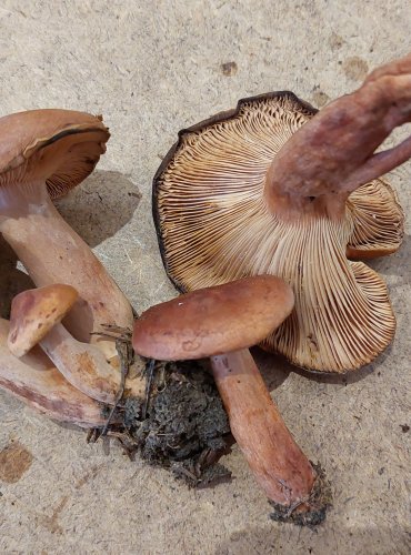 RYZEC ORANŽOVĚ HNĚDÝ (Lactarius fulvissimus) FOTO: Marta Knauerová, 25.–26. 10. 2025