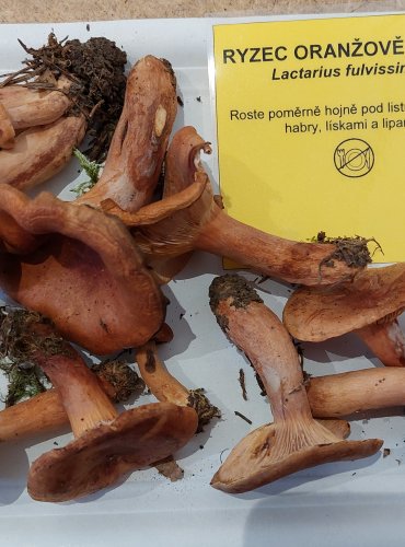 RYZEC ORANŽOVĚ HNĚDÝ (Lactarius fulvissimus) FOTO: Marta Knauerová, 25.–26. 10. 2025