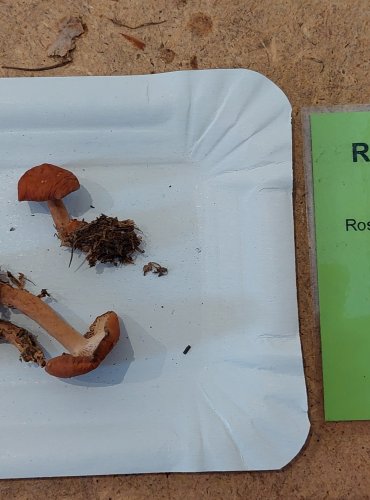 RYZEC ORANŽOVÝ (Lactarius aurantiacus) FOTO: Marta Knauerová, 25.–26. 10. 2025