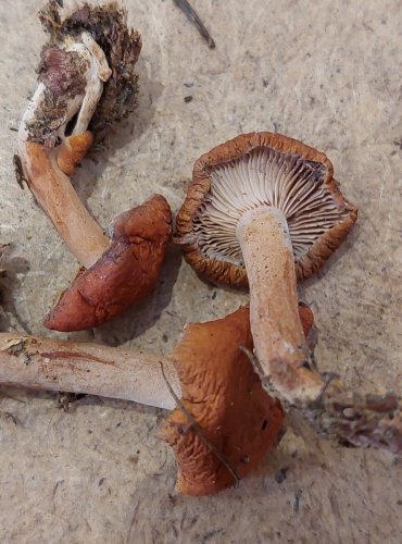 RYZEC ORANŽOVÝ (Lactarius aurantiacus) FOTO: Marta Knauerová, 25.–26. 10. 2025