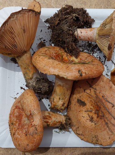 RYZEC PRAVÝ (Lactarius deliciosus) FOTO: Marta Knauerová, 25.–26. 10. 2025