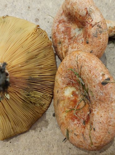 RYZEC PRAVÝ (Lactarius deliciosus) FOTO: Marta Knauerová, 25.–26. 10. 2025