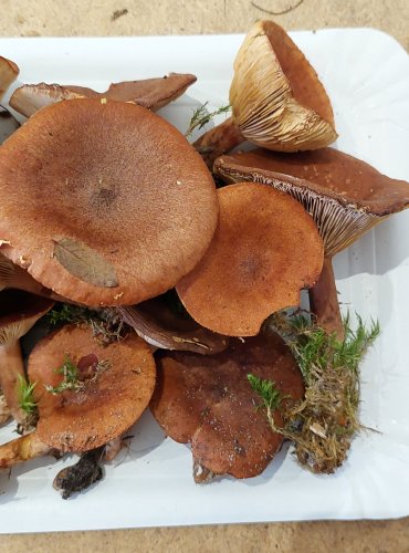 RYZEC RYŠAVÝ (Lactarius rufus) FOTO: Marta Knauerová, 25.–26. 10. 2025