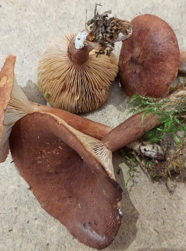 RYZEC RYŠAVÝ (Lactarius rufus) FOTO: Marta Knauerová, 25.–26. 10. 2025