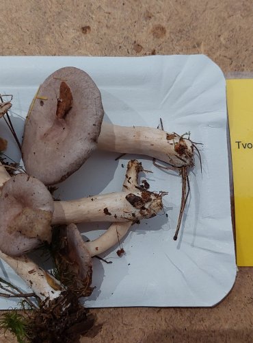 RYZEC SCVRKLÝ (Lactarius vietus) FOTO: Marta Knauerová, 25.–26. 10. 2025