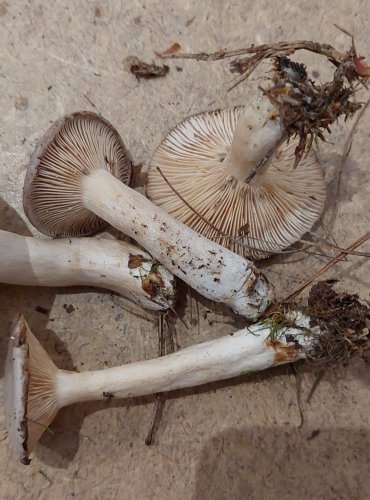 RYZEC SCVRKLÝ (Lactarius vietus) FOTO: Marta Knauerová, 25.–26. 10. 2025
