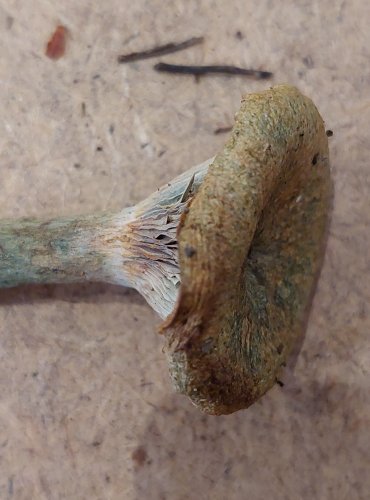 RYZEC SMRKOVÝ (Lactarius deterrimus) FOTO: Marta Knauerová, 25.–26. 10. 2025