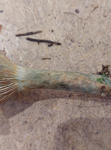 RYZEC SMRKOVÝ (Lactarius deterrimus) FOTO: Marta Knauerová, 25.–26. 10. 2025