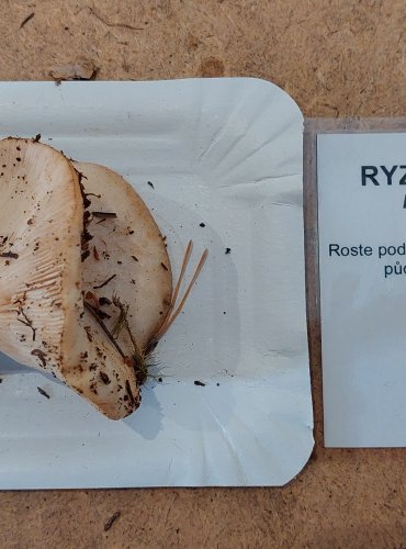 RYZEC STRAKATÝ (Lactarius musteus) zapsán v Červeném seznamu hub (makromycetů) České republiky v kategorii EN – ohrožený druh, FOTO: Marta Knauerová, 25.–26. 10. 2025