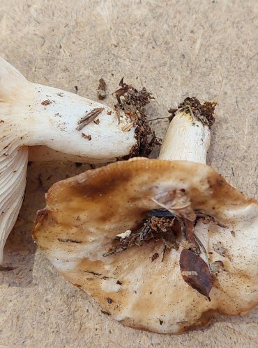 RYZEC STRAKATÝ (Lactarius musteus) zapsán v Červeném seznamu hub (makromycetů) České republiky v kategorii EN – ohrožený druh, FOTO: Marta Knauerová, 25.–26. 10. 2025