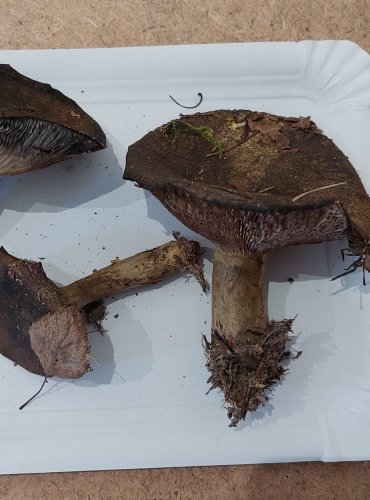 RYZEC ŠEREDNÝ (Lactarius turpis) FOTO: Marta Knauerová, 25.–26. 10. 2025