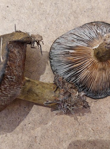 RYZEC ŠEREDNÝ (Lactarius turpis) FOTO: Marta Knauerová, 25.–26. 10. 2025