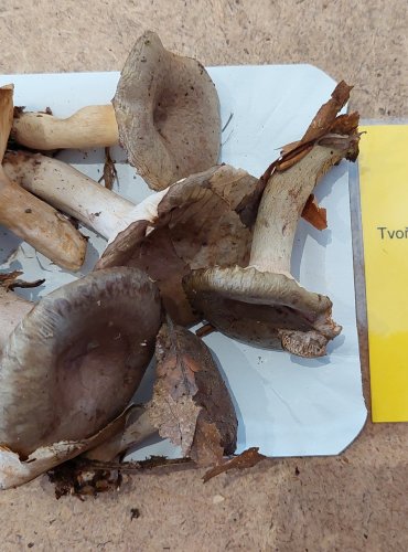 RYZEC ZELENÝ (Lactarius blennius) FOTO: Marta Knauerová, 25.–26. 10. 2025