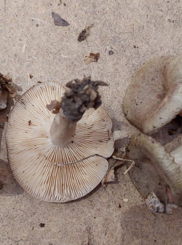 RYZEC ZELENÝ (Lactarius blennius) FOTO: Marta Knauerová, 25.–26. 10. 2025